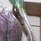 認定No.226 トマのヘタさん「お芋～お芋だよ〜」